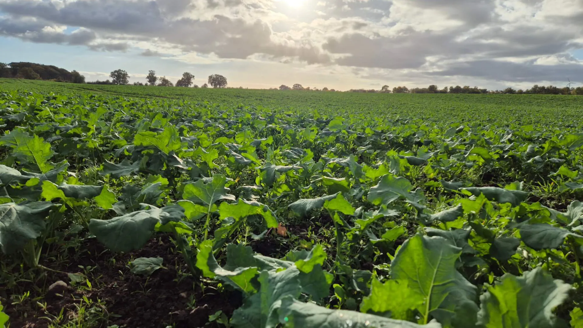 Hero Hintergrundbild