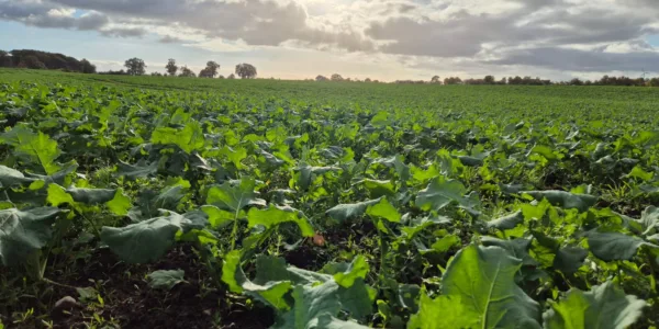 Weitere Bilder links