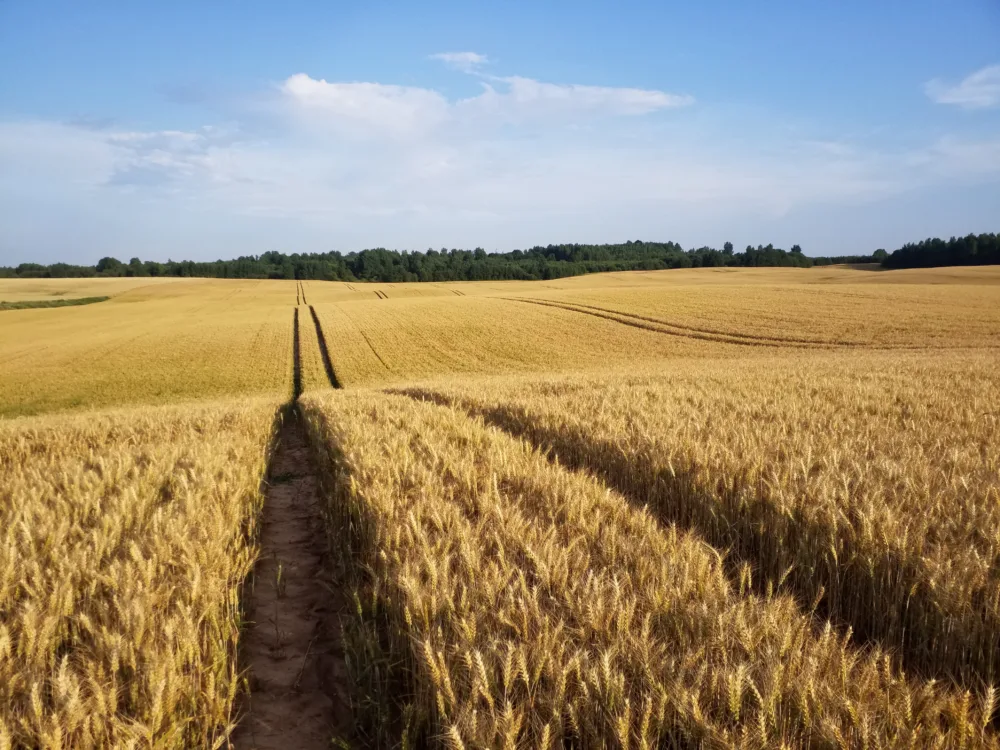 Ihr Kapital als Impuls für Wachstum und Effizienz